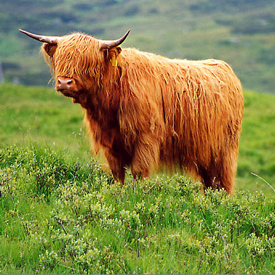 Endlich: Angus (Highland Cattle)