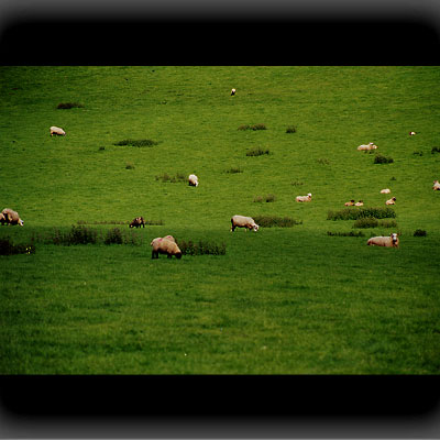 Typisch: viel Grün und Schafe