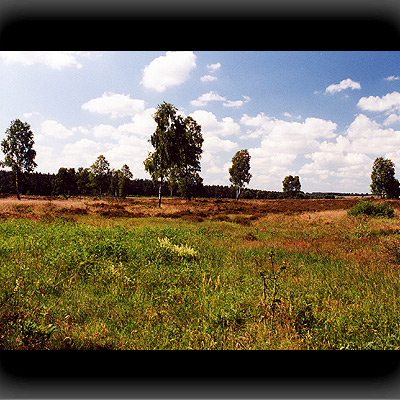 Heide-Landschaft