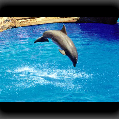 Delfine in Sea World